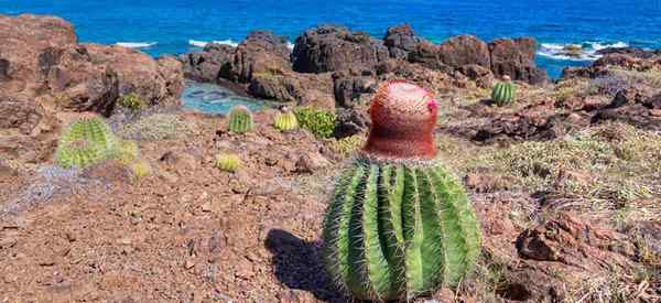 Melocactus kümmert sich darum, wie man den Kapakt des Turk -Kapitus anbaut