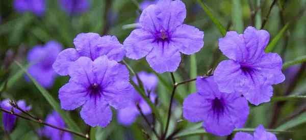 Petunia Meksiko Belajar Ruellia Brittoniana Tumbuh dan Peduli