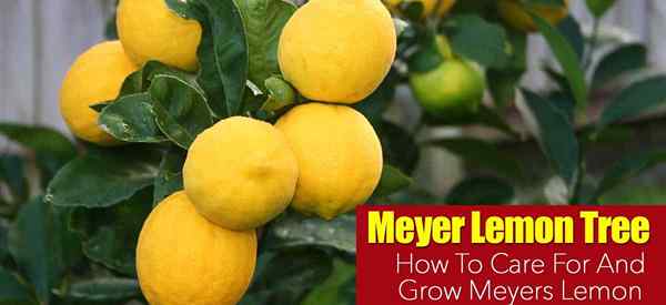 Cara tumbuh dan menjaga pokok lemon meyer