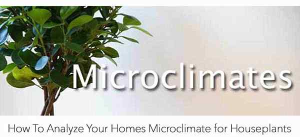 So analysieren Sie Ihre Häuser Mikroklima auf Zimmerpflanzen