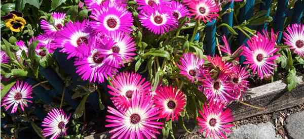 Mid -Day Flowers - The Mesembryantemum