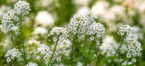 Mignonette Flower Care Naucz się uprawiać roślinę Reseda