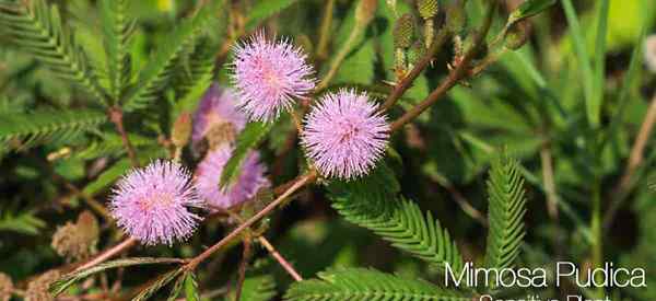 Cara merawat tanaman mimosa pudica menanam tanaman sensitif