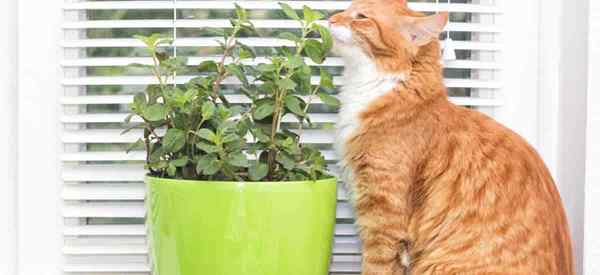 Beracun mint bagi kucing?