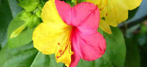 4 O'Clock Flowers Care Naucz się wskazówek na temat uprawy mirabilis jalapa