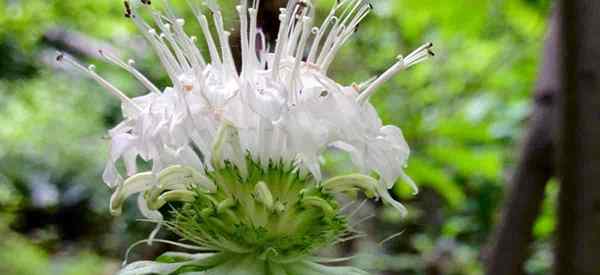 Cuidado de Monarda Clinopodia Cómo cultivar plantas de bergamota blanca