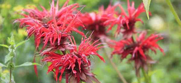 Cómo cultivar monarda didyma