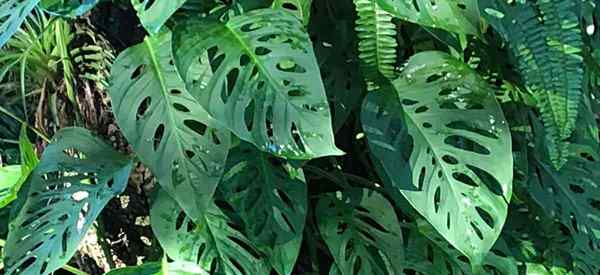 Monstera Adansonii Care | Cultivo de la planta friedrichsthalii | Queso suizo