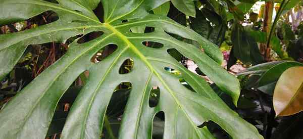 Monstera Deliciosa kümmert sich um, wie man die Schweizer Käsepflanze anbaut