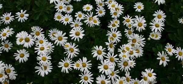 Montauk Daisy Care Conseils sur la culture du nipponanthemum