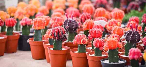 Gymnocalycium mihanovichii Conseils pour cultiver des cactus de lune orientaux