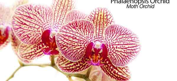 Dicas de cuidados com orquídeas Phalaenopsis para cultivar a orquídea da mariposa