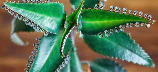 Mãe de milhares de cuidados - como cultivar Kalanchoe Daigremontiana