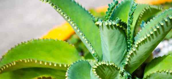 A mãe de milhares de milhares de plantas tem características venenosas?