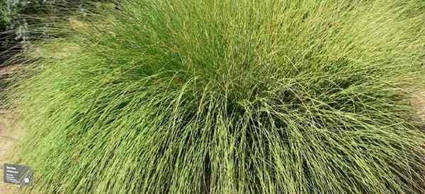 Como crescer Muhlenbergia Rigens Deer Grass Care