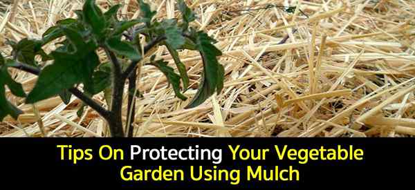 Mulch kebun sayur bagaimana menggunakan mulsa di kebun