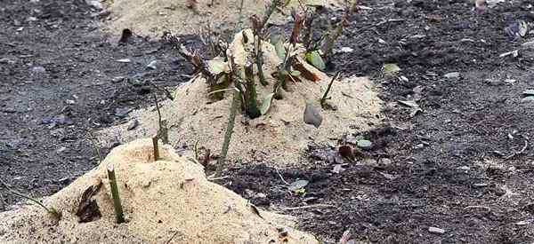 Mulching Roses Mosíes más saludables ahorre tiempo, dinero, agua, esfuerzo