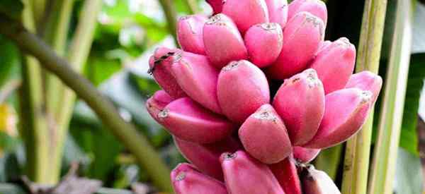 Wachstum und Pflege der rosa Banane Musa Velutina