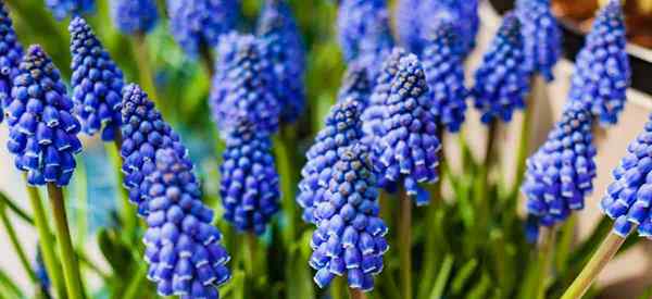Muscari Flower and Bulbbs aprende Muscari Growing and Care Información