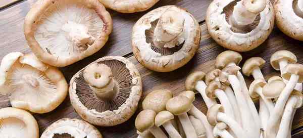 8 benefícios para a saúde dos cogumelos que você pode não conhecer, mas deveria
