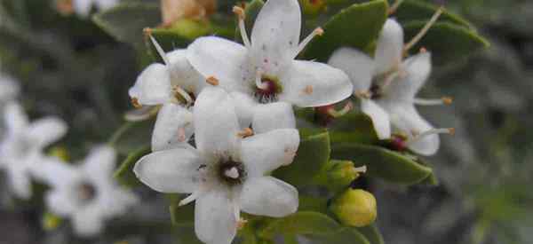 Como crescer e cuidar de Myoporum parvifolium