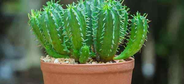 Aprenda a cultivar vela azul cactus (Myrtillocactus geometrizans)