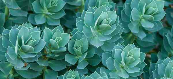 Euphorbia myrsinites - The Myrtle Spurge une plante invasive?