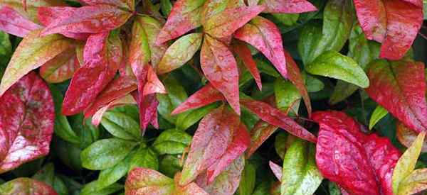 Nandina Domestica Plant - Der himmlische Bambus