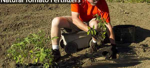 7 melhores opções de fertilizantes de tomate caseiro