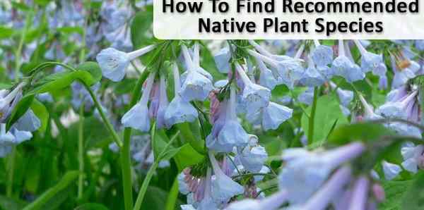 Encontrar especies de plantas nativas recomendadas