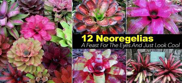 Neoregelia Care 17 Tipps zum Anbau der Neoregelia Bromeliad