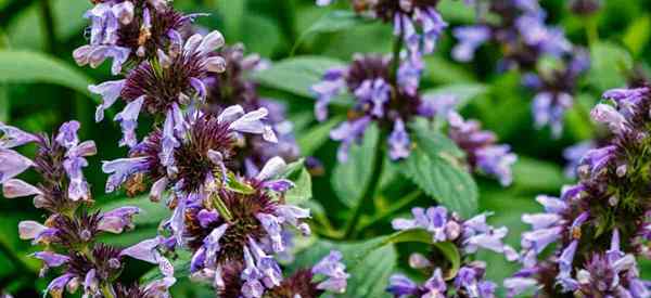 Crescendo e cuidando da planta de catmint nepeta faassenii