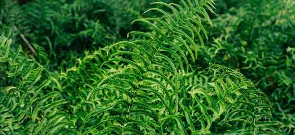 Como cuidar de plantas de nefrolepis cordifolia