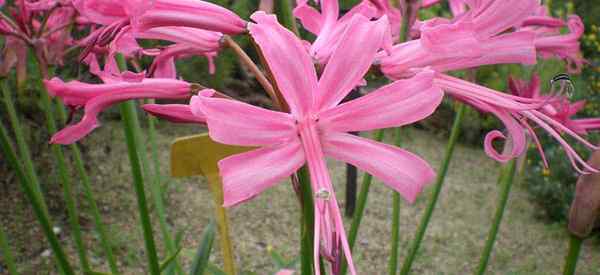 Nerina Lily florescendo, crescendo e cuidando de lírios de aranha