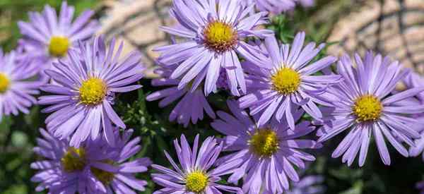 New England Aster Jak rosnąć i dbać o aster novae-angliae