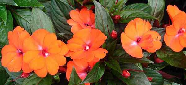 Nueva Guinea impatiens cómo plantar, cuidar y cultivar