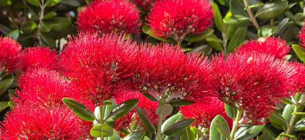 Nova Zelândia Árvore de Natal Metrosideros Crescimento e Cuidados (Pohutukawa)