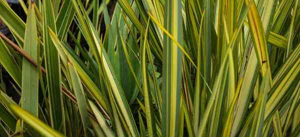 Soins de lin néo-zélandais cultivant le phormium en forme d'épée Tenax