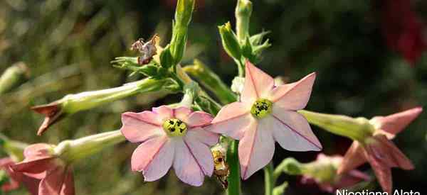 Nicotiana alata aprende crescendo e cuidando do tabaco florido