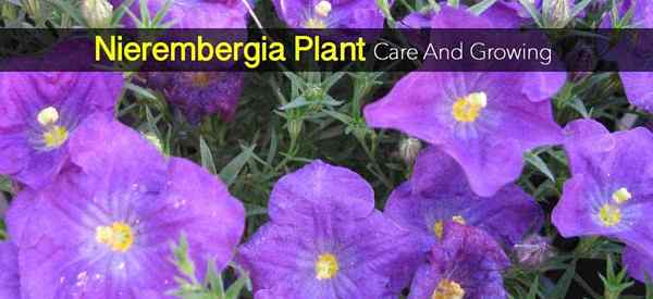 Nierembergia Plant Care como cultivar o copo