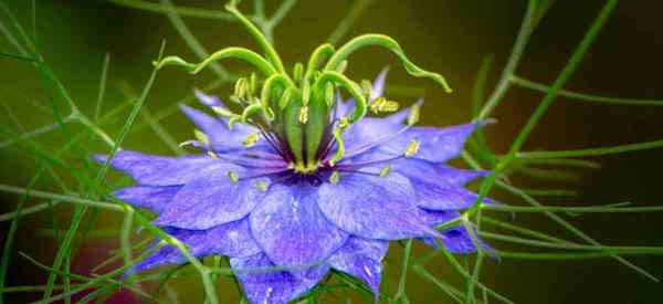 Wie man sich um Nigella Blume kümmert