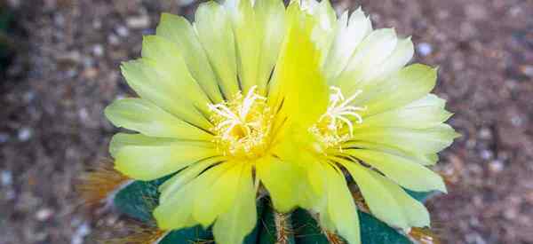 Cultivo de Notocactus aprender a cuidar el cactus de la pelota