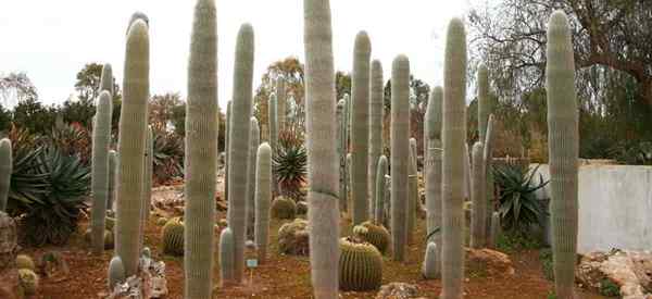 Old Man Cactus Jak rosnąć i dbać o Cephalocereus senilis