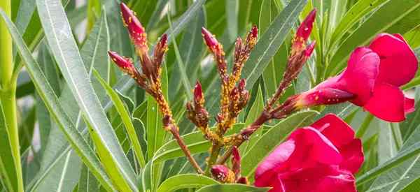 Oleander aphids apa dan bagaimana untuk menghilangkannya?