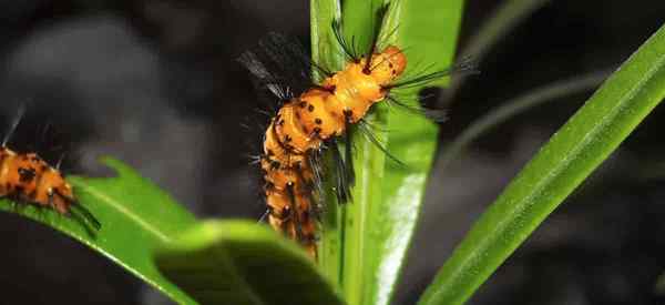 Apa itu caterpillar tanaman oleander & apa yang dapat Anda lakukan tentang mereka?