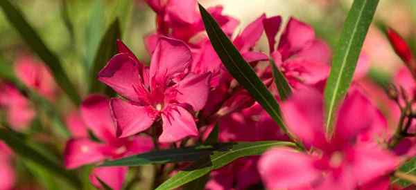 Oleander -Pflanzenpflege -Tipps zum Anbau von Oleanderstüschen und Bäumen