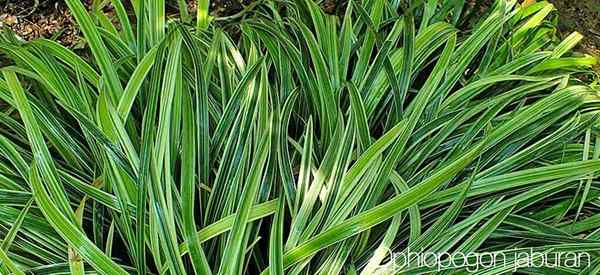 Mondo Grass Plant Care Cara Menumbuhkan Ophiopogon Jaburan