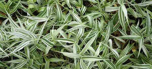 Basket Grass Infos Apprenez à cultiver Oplismenus Hirtellus