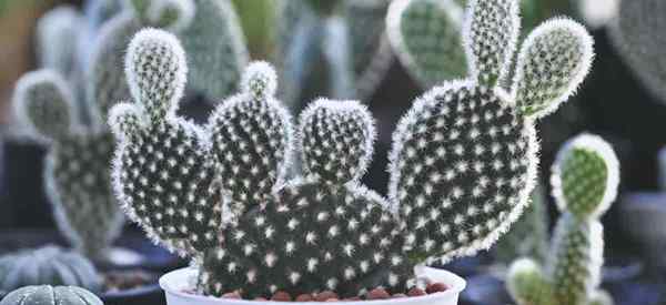 Opuntia MicroDasys Info Cómo cultivar cactus de oreja con bunny