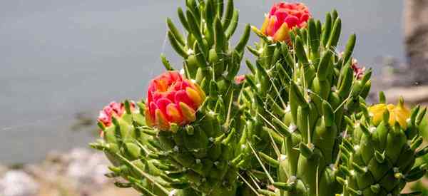 Como cultivar Opuntia Subulata | Pin Eve | Austrocilindropuntia Subulata